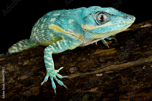 Blue beauty anole (Anolis equestris potior), Cuba