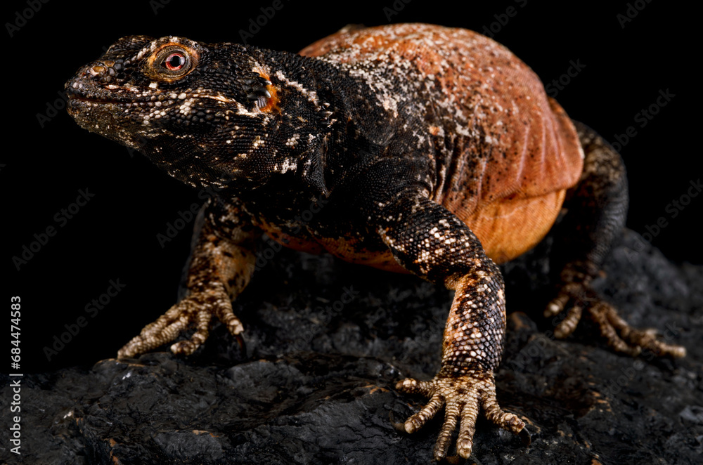 Obraz premium Chuckwalla (Sauromalus ater)