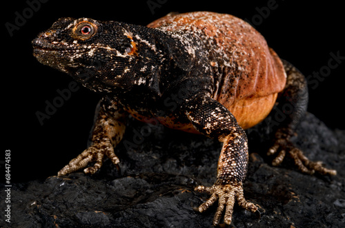 Chuckwalla (Sauromalus ater) photo