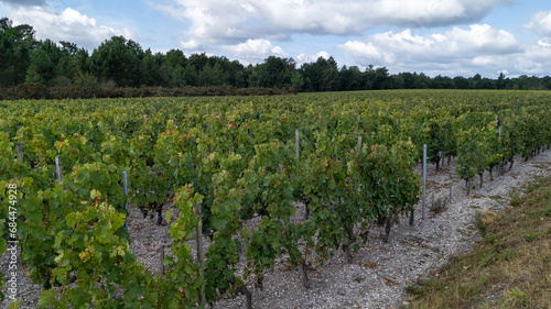 line of vines in France in Bordeaux wine country city