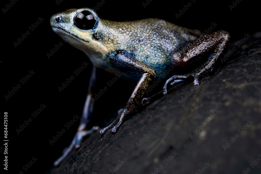 Obraz premium Esperanza Strawberry Frog (Oophaga pumilio), Panama