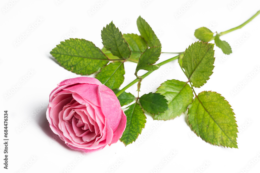 Pink beautiful rose isolated on white background, flower template concept. Close up view Pink beautiful rose isolated on white background, flower template concept. Close up view