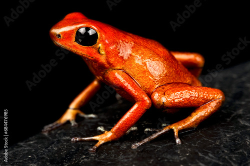 Strawberry dart frog (Oophaga pumilio) 