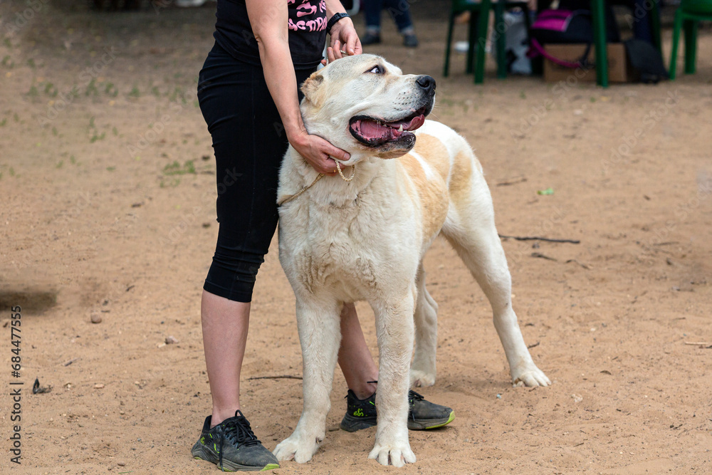 A Central Asian Shepherd dog, also known as alabai, at a dog show