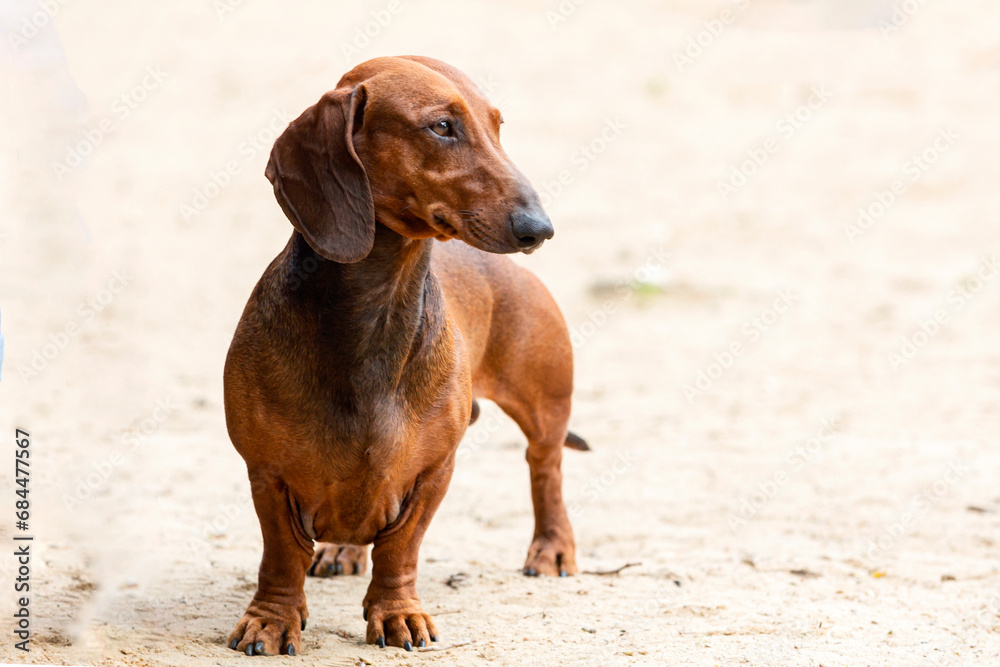 Dachshund dog close-up on a light sandy background
