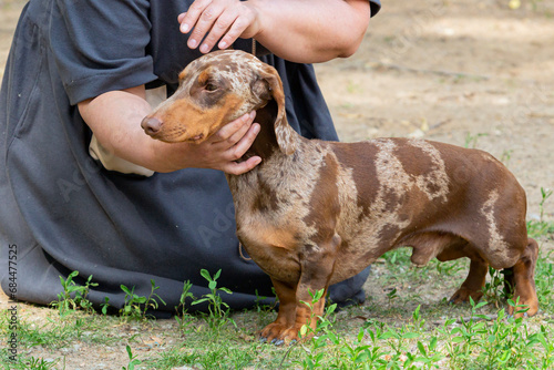 Close-up of a dachshund dog at a dog show.