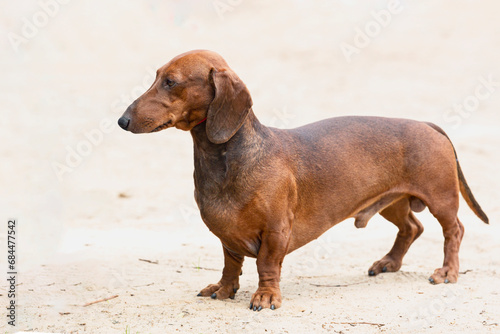 Dachshund dog close-up on a light sandy background