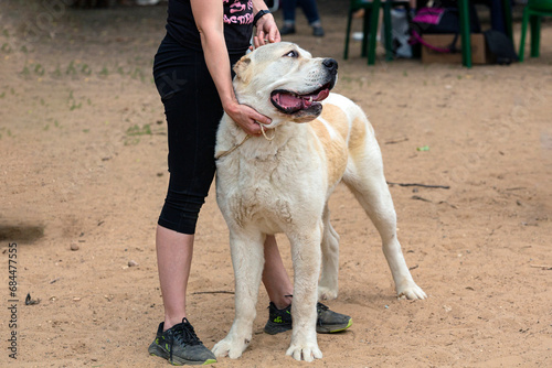 A Central Asian Shepherd dog, also known as alabai, at a dog show