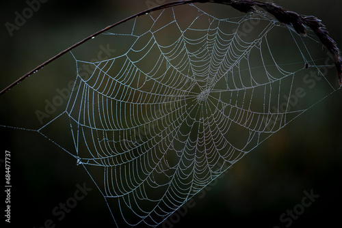 Close-up of a spider web covered with small round beads of dew drops on a dark background in the early morning