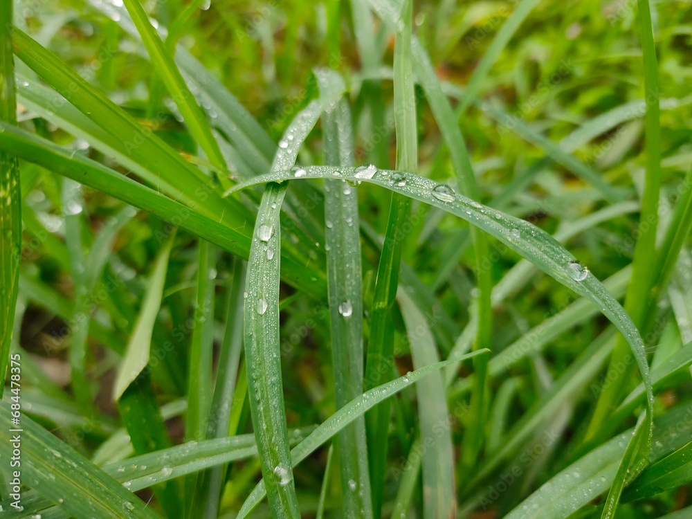 dew on grass