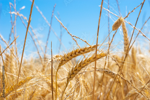 Golden wheat surrounded by Golden Rye grass, Blue sky Background
