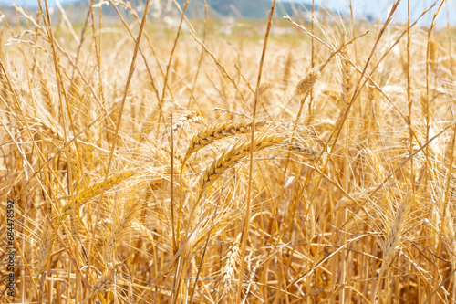 Golden Wheat Oats and Rye