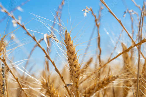 Golden wheat surrounded by Golden Rye grass, Blue sky Background