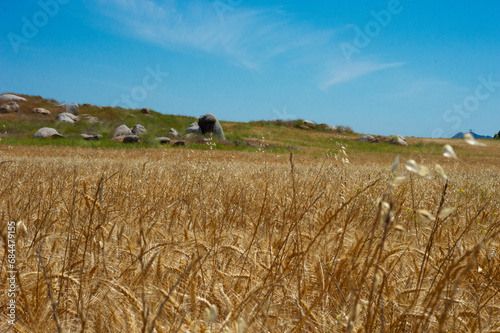 Oats In Front of wheat field leading to a small rolling hill background focused and blue sky