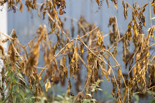 Close up of Withering plant leaves against blue backdrop photo