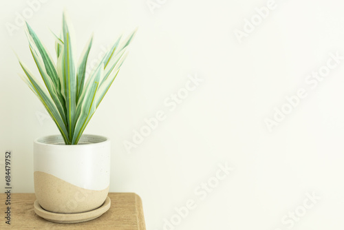 Boho house plant resting on wood base against white wall