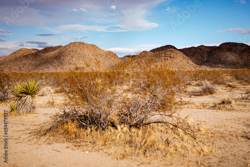 Desert plants against a backdrop of Joshua tree mountains