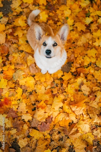 Corgi dog sitting on a carpet of autumn maple yellow leaves