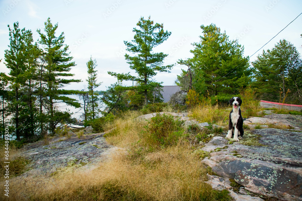 Landscape view of black and white dog sitting on rocks at the cottage