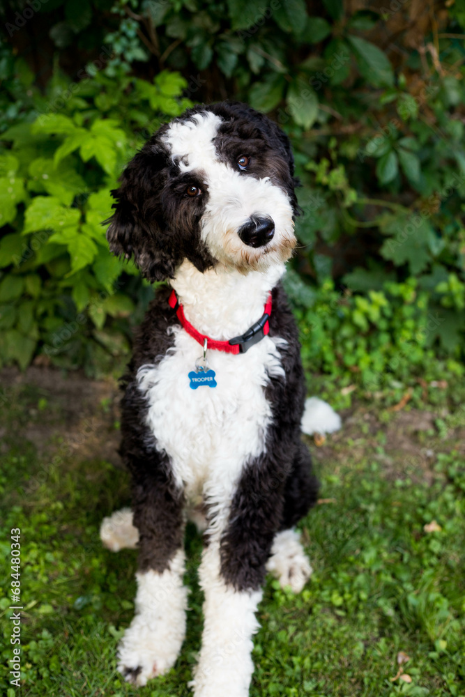 Close up of confused sheepadoodle dog tilting head in backyard