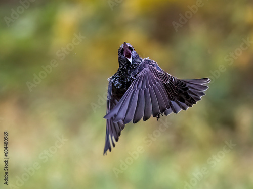 Star (Sturnus vulgaris)