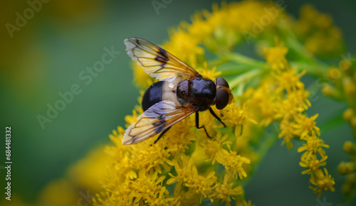 bee on yellow flower © Auslander86