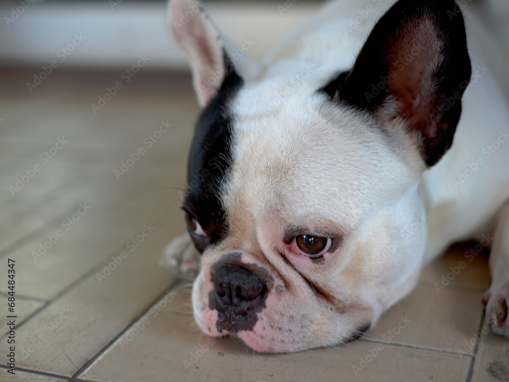close up view. French bulldog sit and looking
