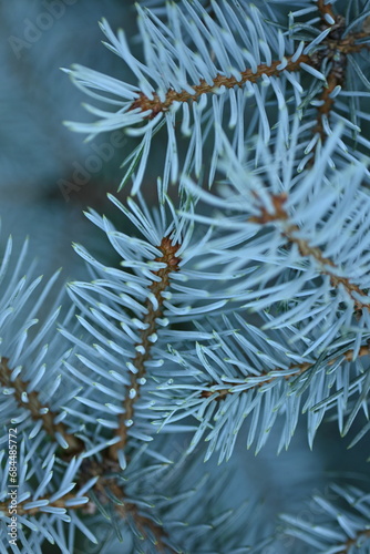 background of blue Christmas tree branches  blue branches of a Christmas tree close-up   short needles of a coniferous tree close-up on a green background  texture of needles of a Christmas tree close