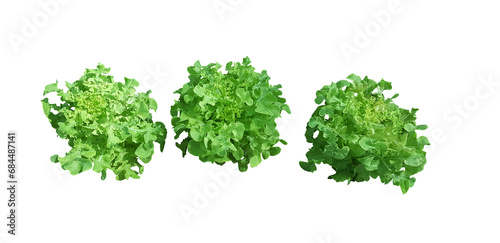 Lettuce  isolated on white background