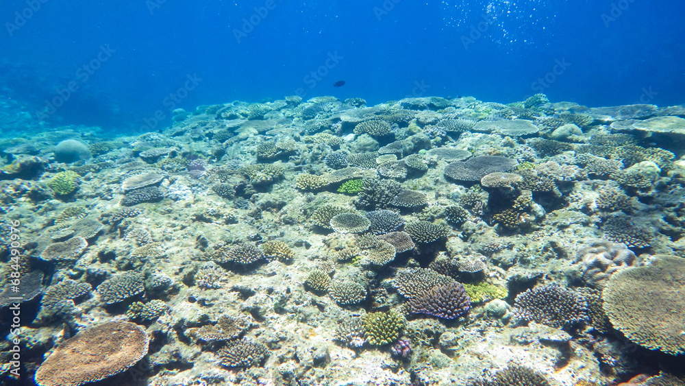 Fototapeta premium 沖縄の海