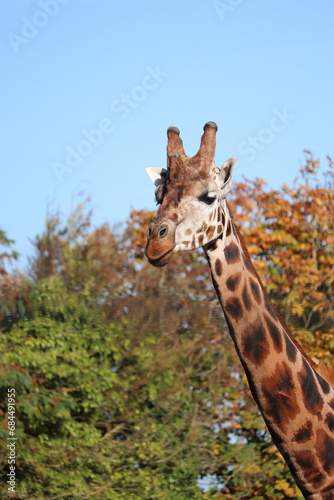 Photography Giraffe tall mammal in a zoo environment