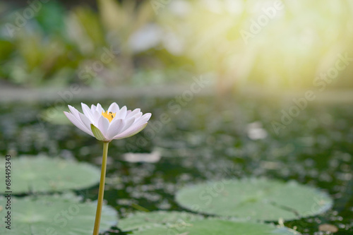 Closeup of White Lotus bokeh background. Concept of World Environment Day  eco earth day  Preserve Nature  energy in nature.