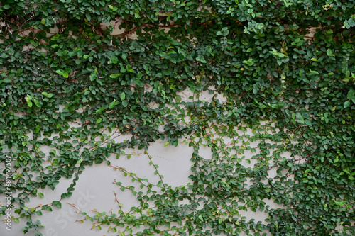Close up green climber plant on white wall natural concept for design and decoration at Thailand.