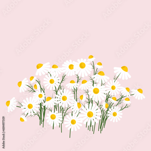 Fototapeta Naklejka Na Ścianę i Meble -  Greeting card with place for text for Valentine's Day. Bouquet of white daisy flowers with green leaves on a pink background. Party and birthday invitation. Vector cartoon illustration mother's day.