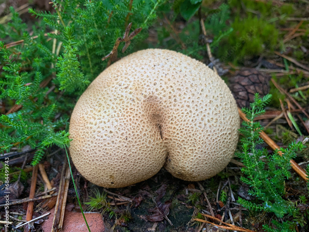 Butt shape mushroom. Scleroderma citrinum Butt shape mushroom. Scleroderma citrinum