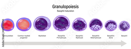 Stages of Granulopoiesis vector. Basophil maturation. Hemocytoblast, myeloid progenitor, Myeloblast, Promyelocyte, Myelocyte, Metamylocyte, B.Band and Basophil.
