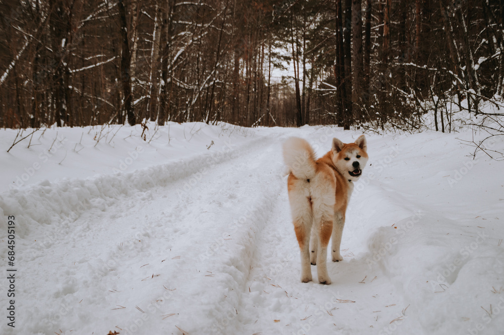 Akita Inu in the forest on a walk in winter Akita Inu in the forest on a walk in winter
