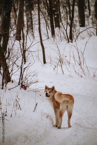 Akita Inu in the forest on a walk in winter © Pablo