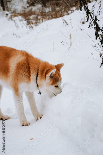 Akita Inu in the forest on a walk in winter