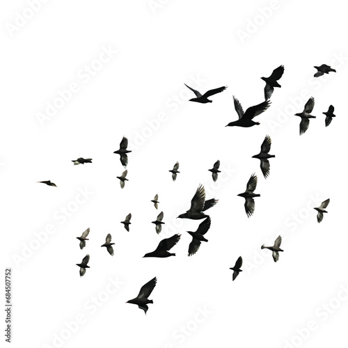 flock of birds