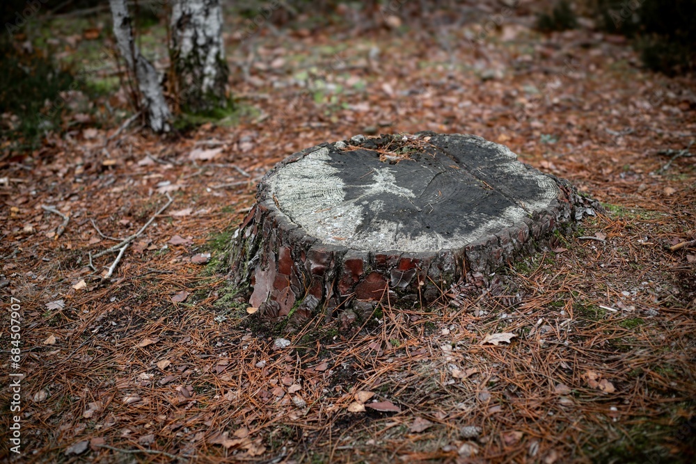 Weathered and aged tree stump surrounded by in the Trois Pignons Forest of Fontainebleau, France Weathered and aged tree stump surrounded by in the Trois Pignons Forest of Fontainebleau, France