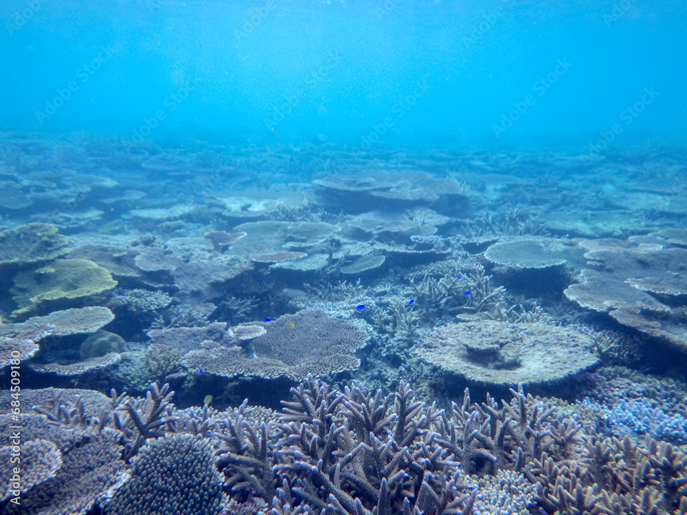 Fototapeta premium 沖縄の海