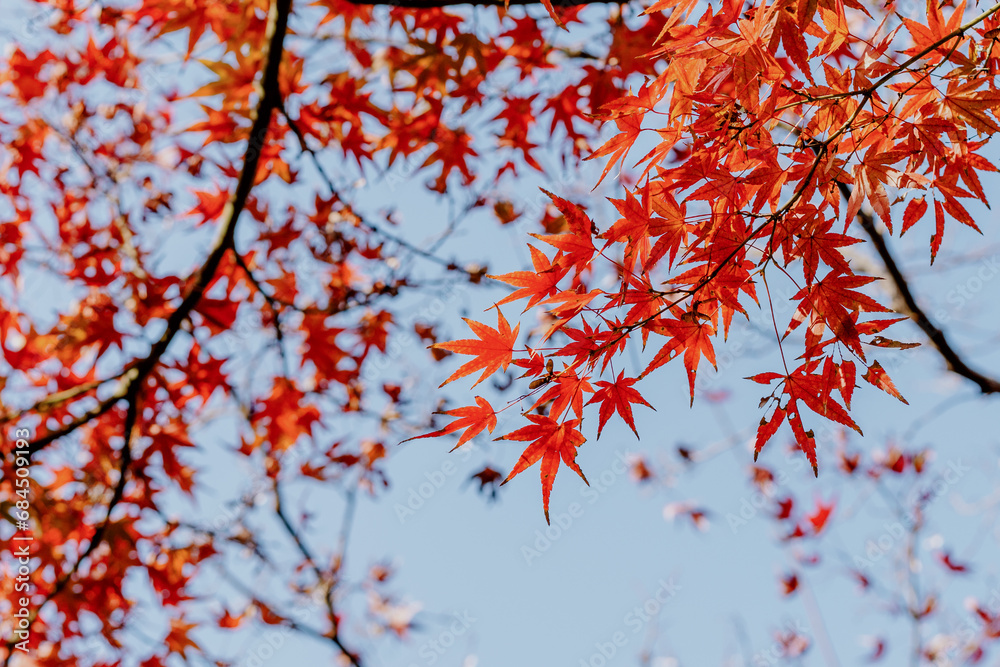 red autumn leaves red autumn leaves