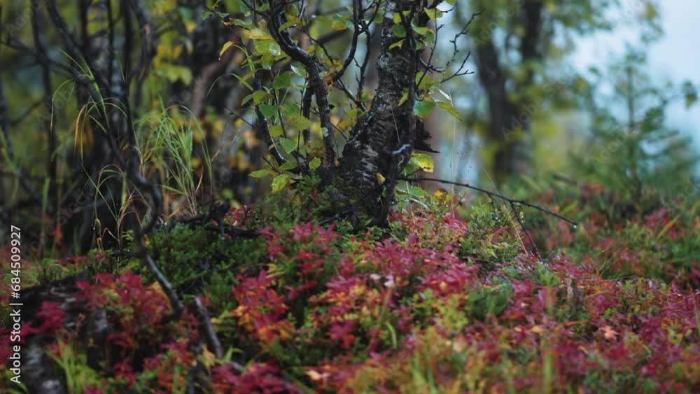 A birch tree with dark and twisted branches on the carpet of bright-colored plants in the autumn forest. Parallax. Bokeh background. A birch tree with dark and twisted branches on the carpet of bright-colored plants in the autumn forest. Parallax. Bokeh background.