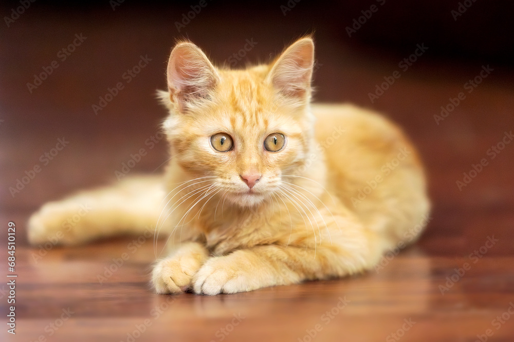 Portrait of Playful Ginger cat lying on the floor Portrait of Playful Ginger cat lying on the floor