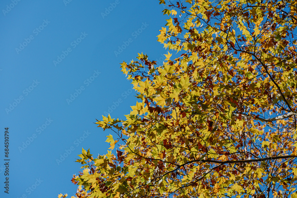 autumn leaves against blue sky