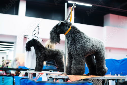 Kerry blue terrier on the grooming table. Preparation of purebred dogs for demonstration performances at pet shows. Foreground. Selective Focus photo