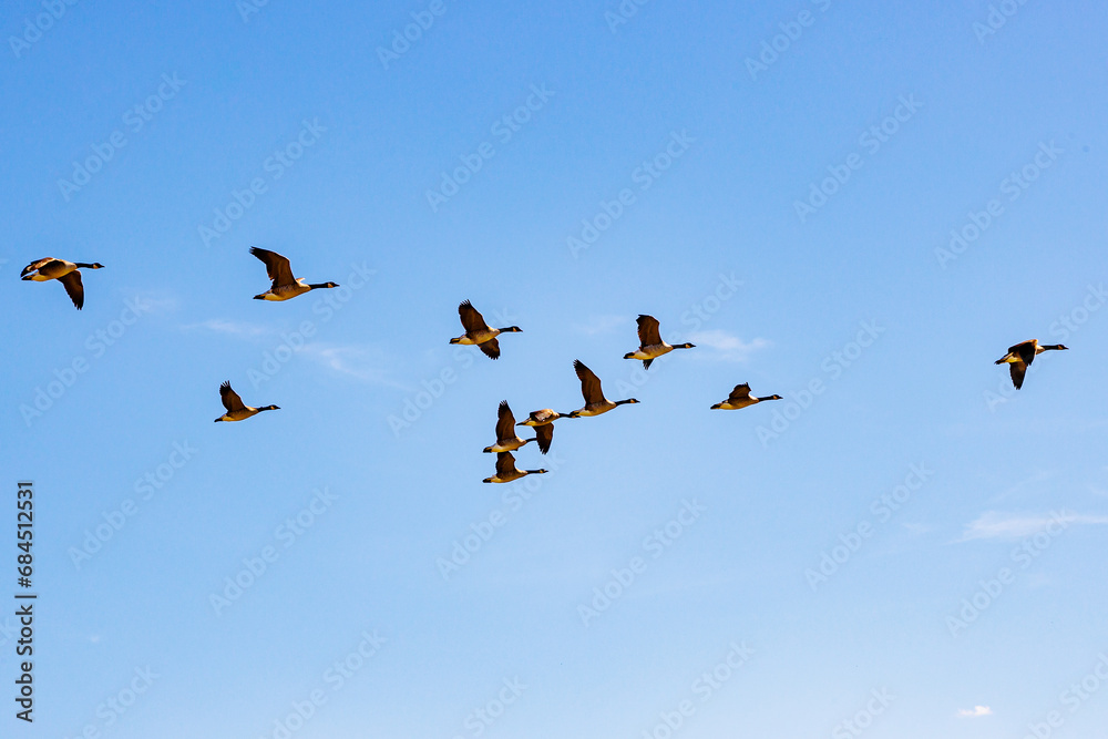 Fototapeta premium Group of Canadian geese flying against blue sky in V formation, over Maasvallei nature reserve, sunny autumn day in Meers, Elsloo, Netherlands