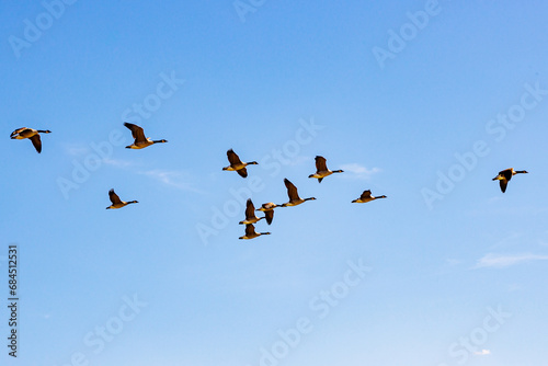 Group of Canadian geese flying against blue sky in V formation, over Maasvallei nature reserve, sunny autumn day in Meers, Elsloo, Netherlands