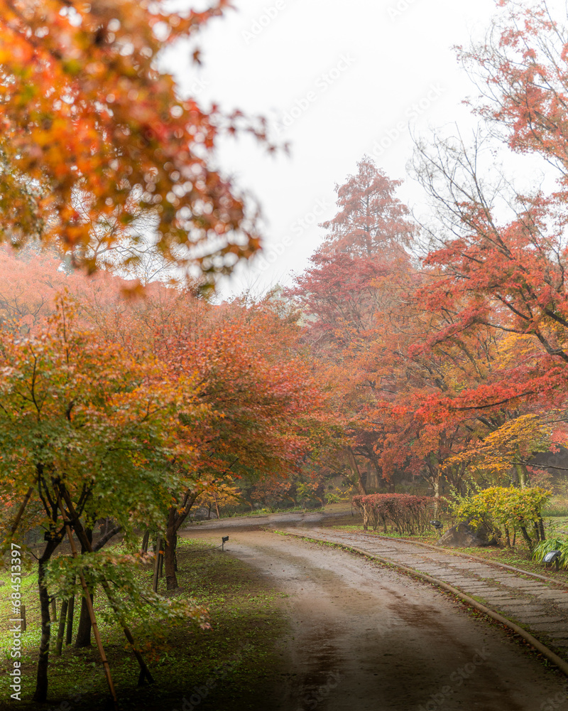 Fototapeta premium 茨城県水戸市 紅葉真っ盛りのもみじ谷